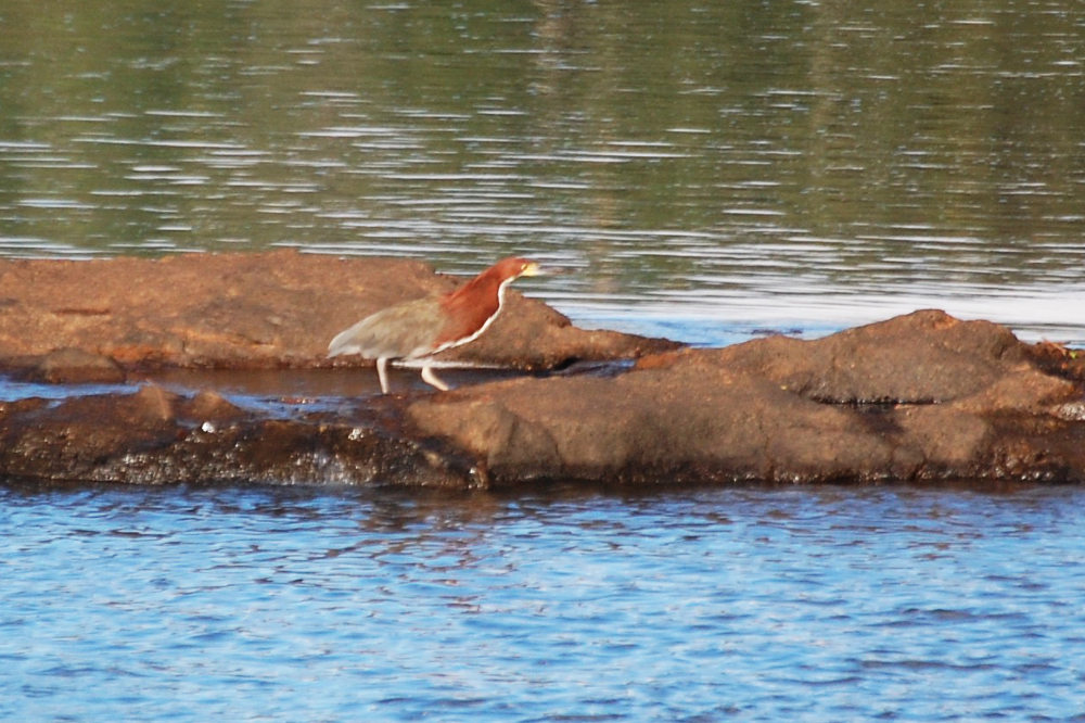 Brasile - Sgarza, Iguazu: Tigrisoma lineatum